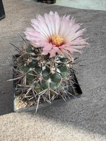 Coryphantha poselgeriana
